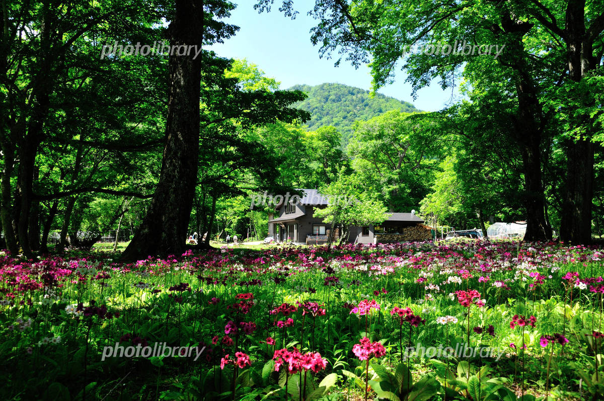 環境省_日光湯元ビジターセンター_奥日光の自然_奥日光の花々_クリンソウ