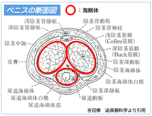 チントレに関して質問なんですが、長さにアプローチしたい場合はやはり牽引が一番なんでしょうか？ | Peing -質問箱-