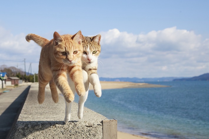 青い屋根に白壁の教会がまばゆい エーゲ海きっての撮影スポット | 今日の絶景