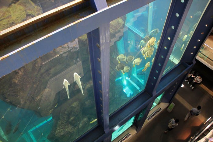 城崎マリンワールドの海 10254014878 の写真・イラスト素材アマナイメージズ