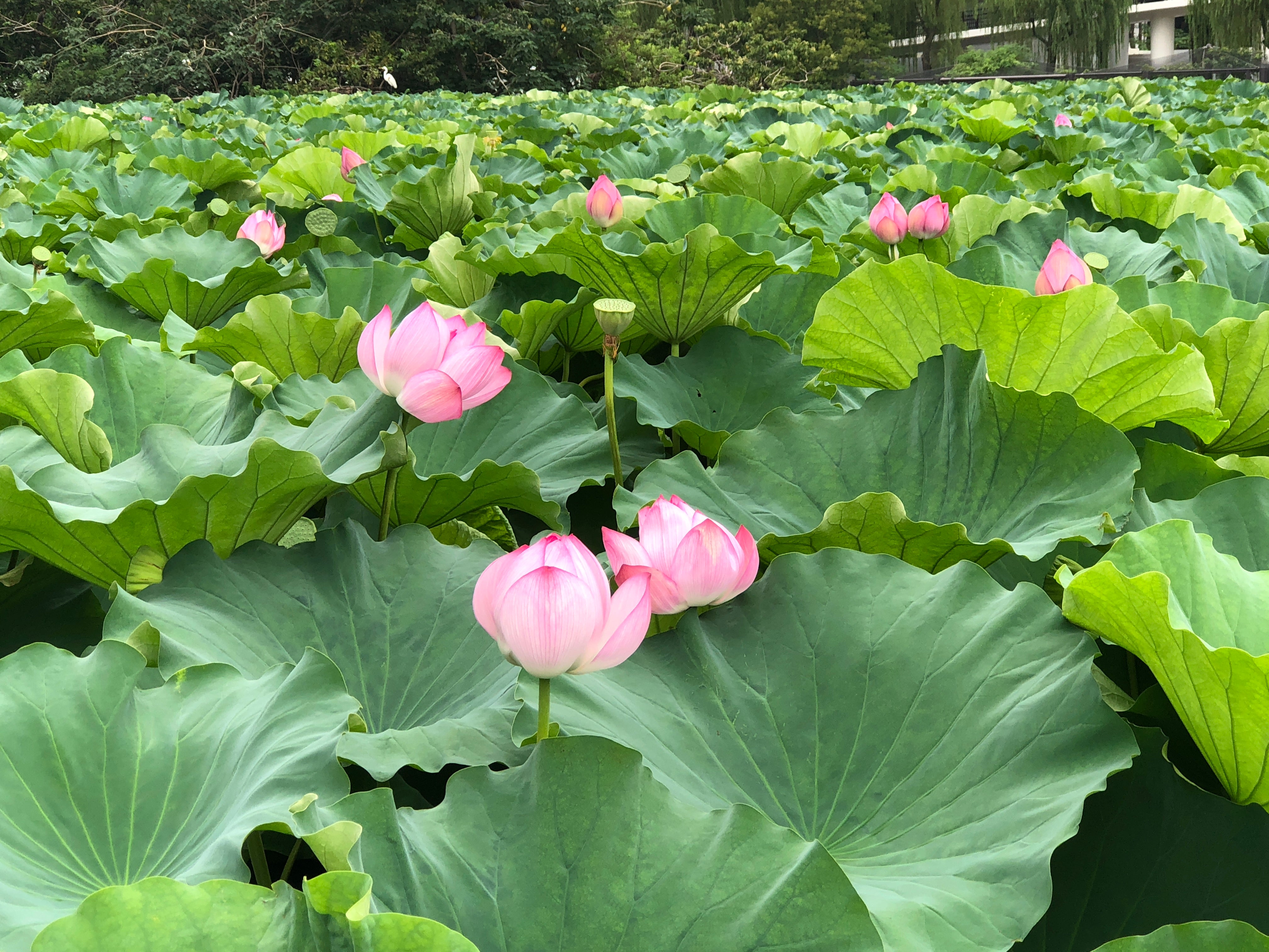 浅間山観音堂 ～群馬県～桜井識子オフィシャルブログ「～さくら識日記～」Powered by