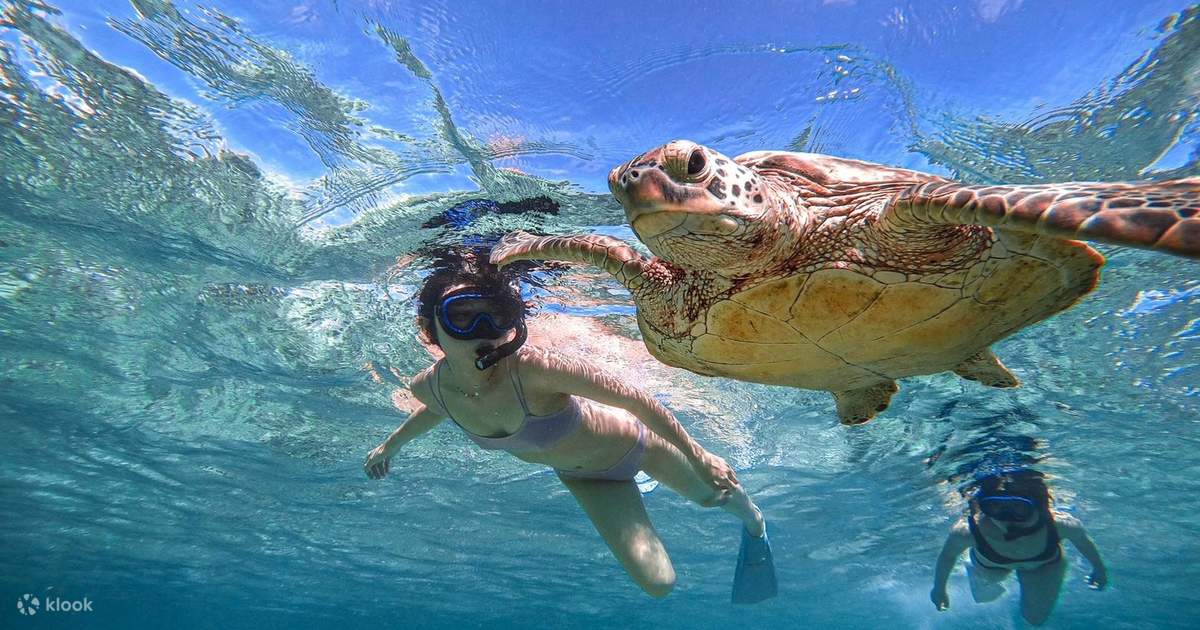 宮古島＜市街地店舗集合でラクラク＞ウミガメと泳ぐシュノーケリング！温水シャワー・ドライヤー・駐車場無料アソビュ