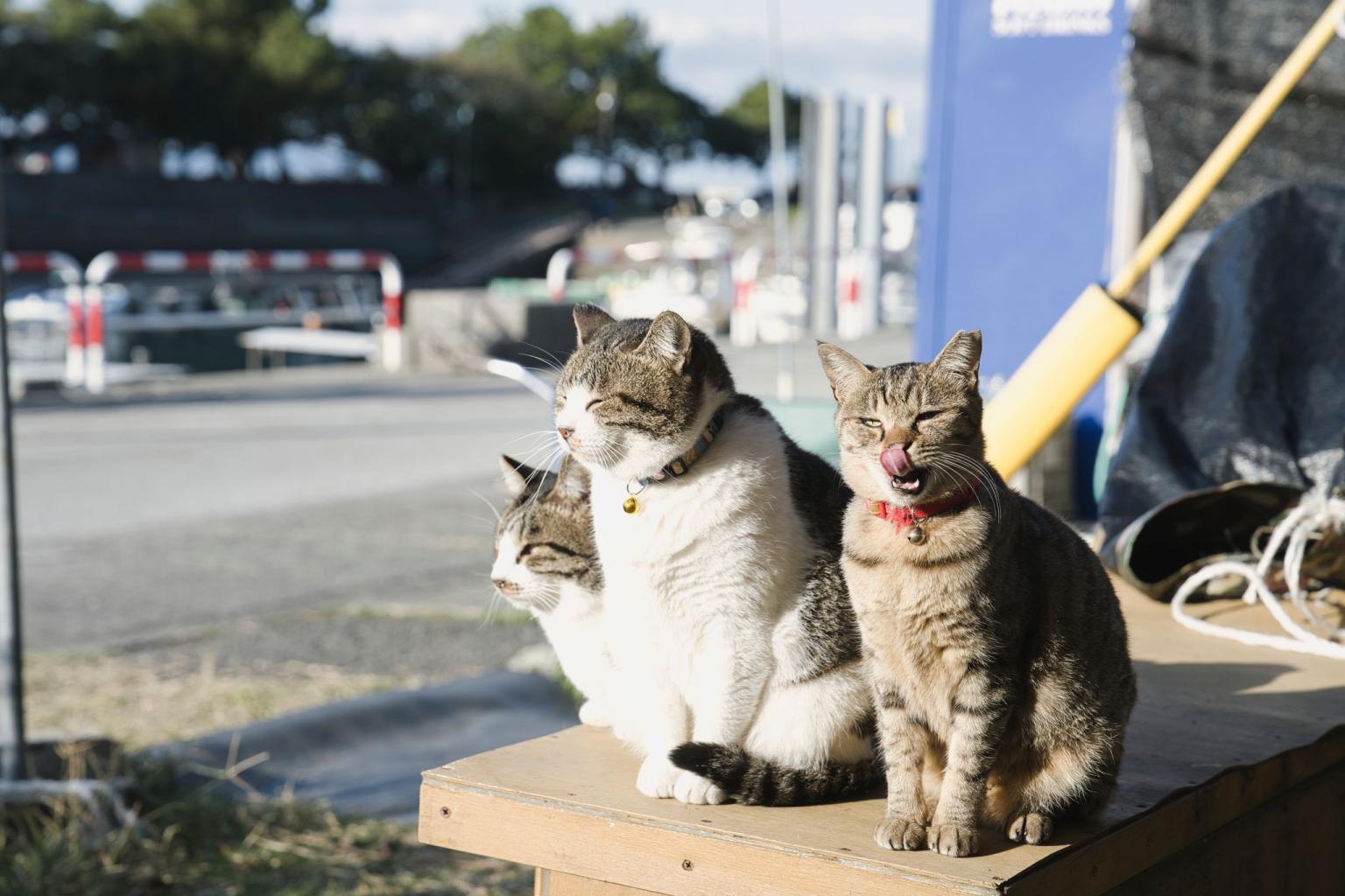 🏝️ 熊本県：湯島 上天草の猫島は観光客も少ない穴場的楽園だった！okamis