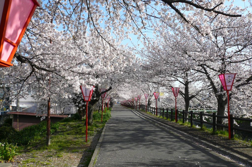 高田の千本桜見頃ですHUG NARA