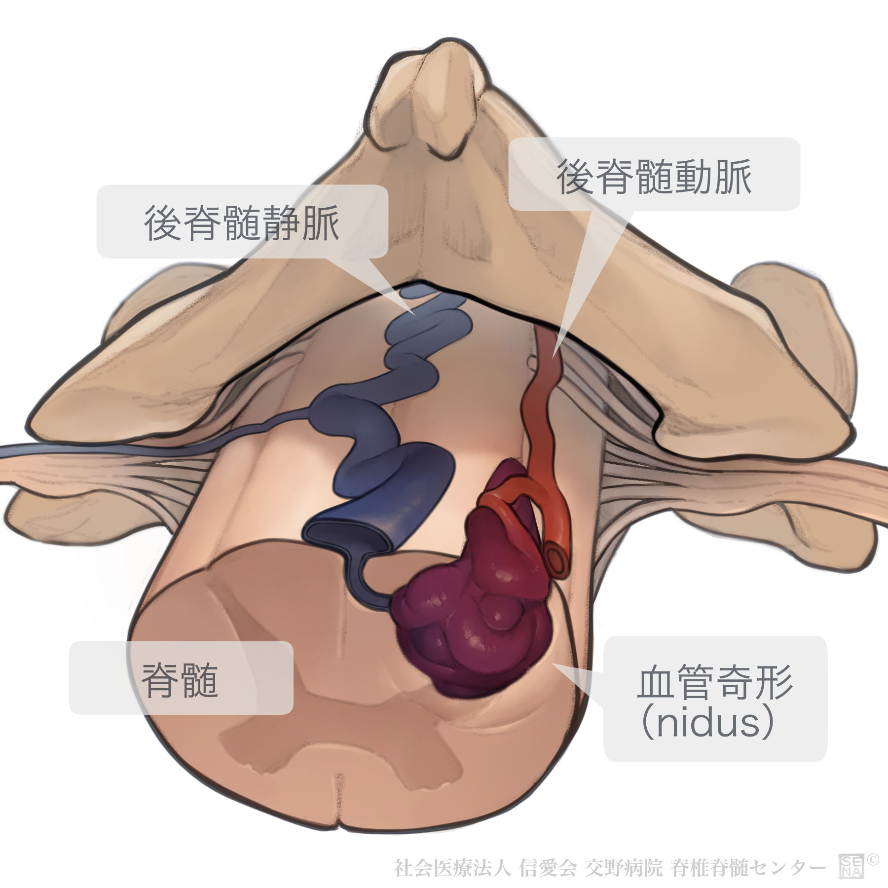 長茎術 – 包茎なら表参道