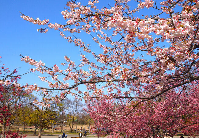 足立朝日» Blog Archive