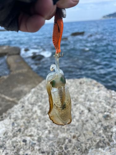 保田港 『国丸』9月6日 土