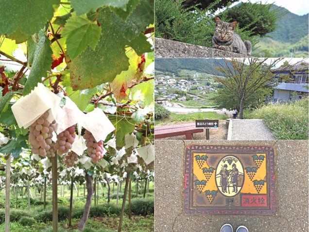 山梨県勝沼 ぶどう狩りの写真素材80484059- PIXTA