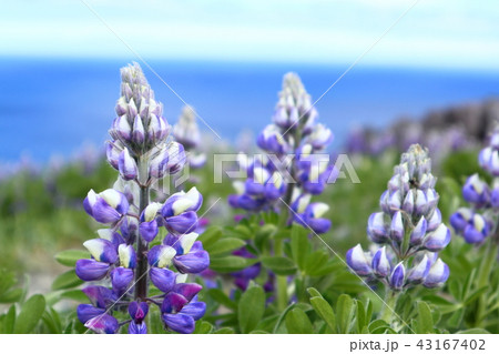 フリー写真画像: ウナラスカ, 島,
