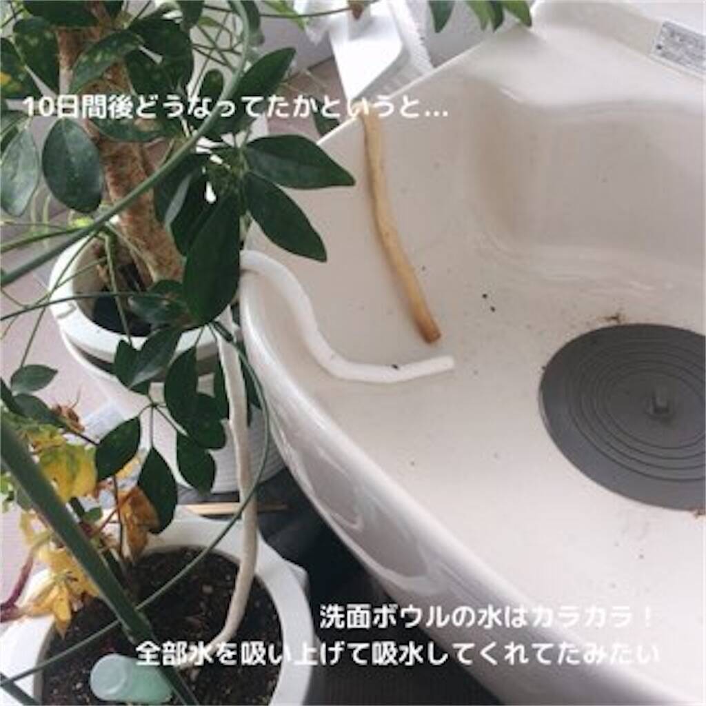 留守中の水やりはペットボトルを利用して園芸日記byプルスワみんなの趣味の園芸847657