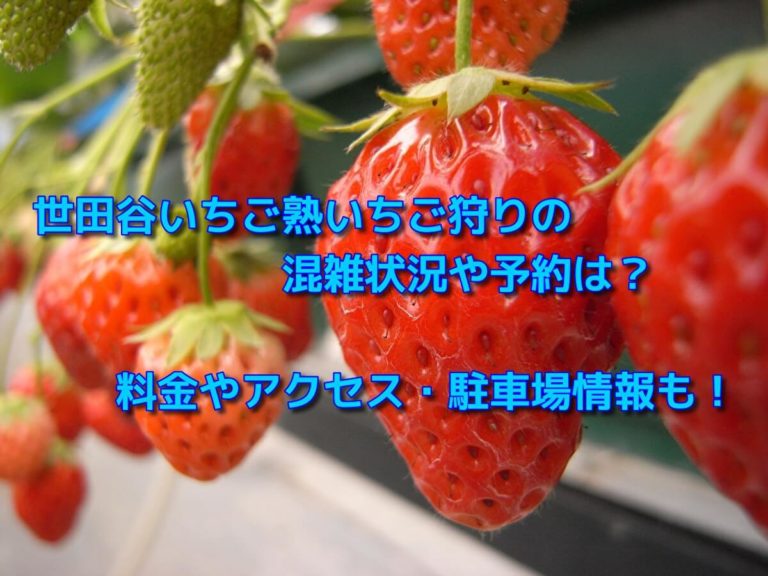 世田谷いちご熟』都内からのアクセス◎東京世田谷区でできるいちご狩り！ - neneblog