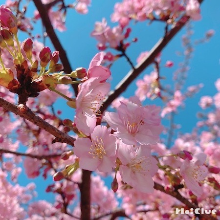 桜と桃の花束・アレンジメント・花鉢ギフト特集