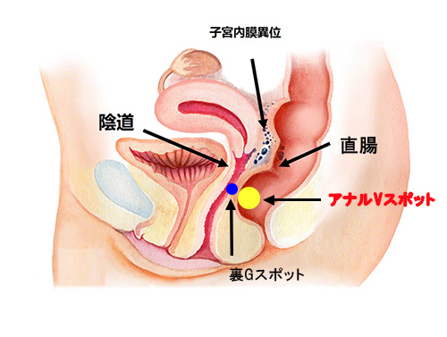 性感帯とは？女性の感じやすい場所や開発法 - 夜の保健室