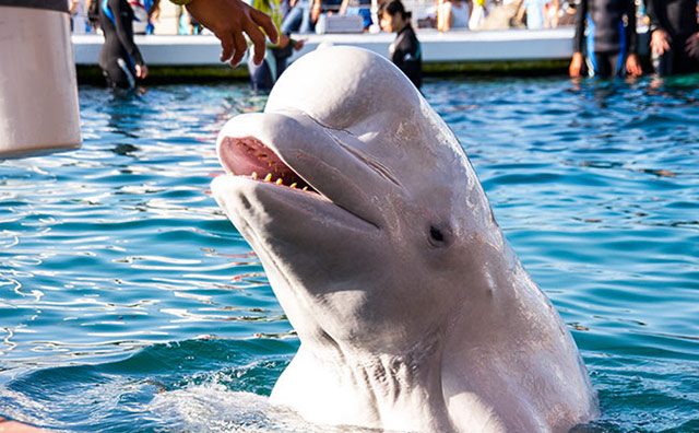 横浜・八景島シーパラダイス】猛暑の影響で水族館でも夕方以降の来館者が増加中！夕方からでも楽しい“夕涼み水族館”に 企業リリース | 日刊工業新聞 電子版