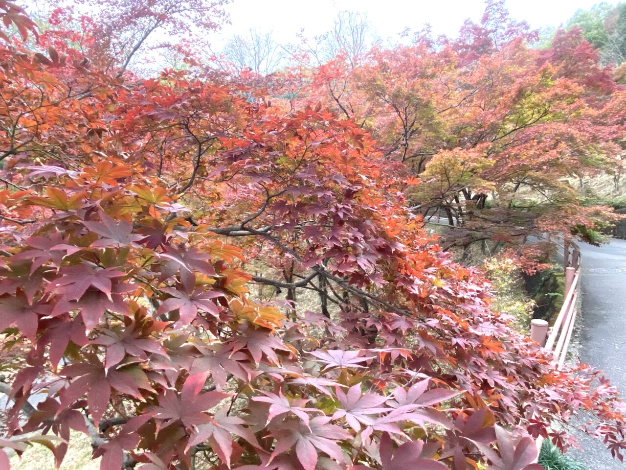 紅葉キレイな「もみじ谷」へ - 雑種犬わぐちゃん日記