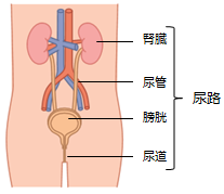 尿道・膀胱鏡検査 原泌尿器科病院 看護部長