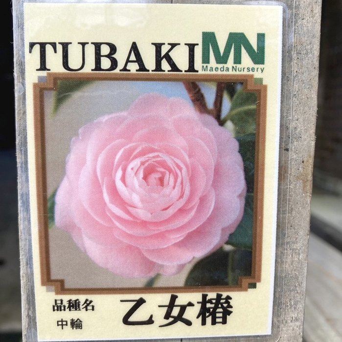 □きものクリップ、ピンチのご紹介。着付けの時に便利。可愛らしい椿、薔薇、カーネーションの柄です。 | べっ甲かんざし・髪飾り・和装小物の専門店｜銀座 かなめ屋・三代目のブログ