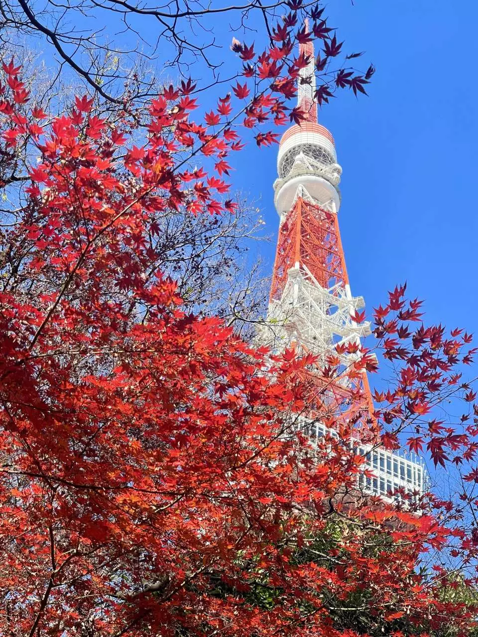 东京塔完整指南 必看重点&周边景点一篇搞定！好运日本行