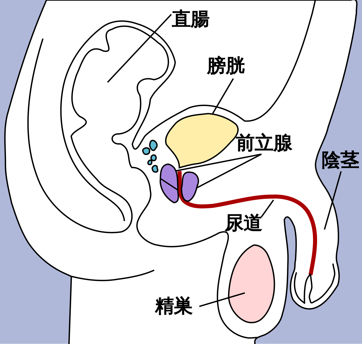 言われたい】巨根になる方法を伝授！ぐんぐんペニスがでかくなる習慣を身につけよう | Trip-Partner[トリップパートナー]