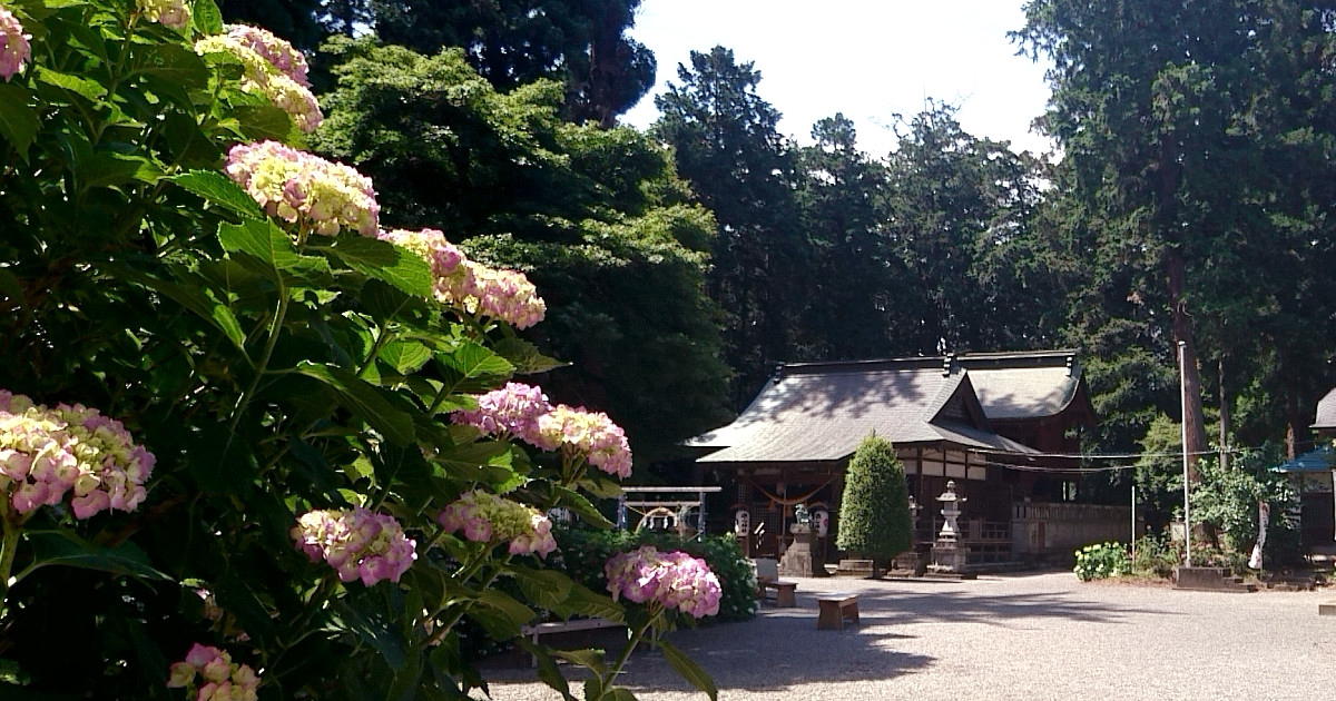 磯山神社 あじさい祭り 見頃 開花状況