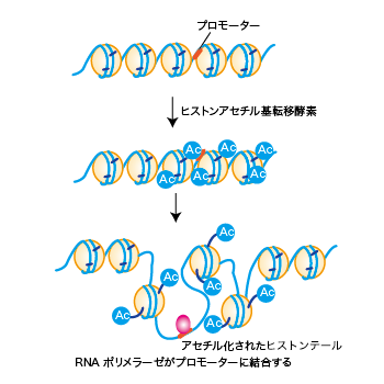 プログラムが実行されるまでの流れとコンパイラ、リンカ、ローダを学ぼう！ - ITの学び