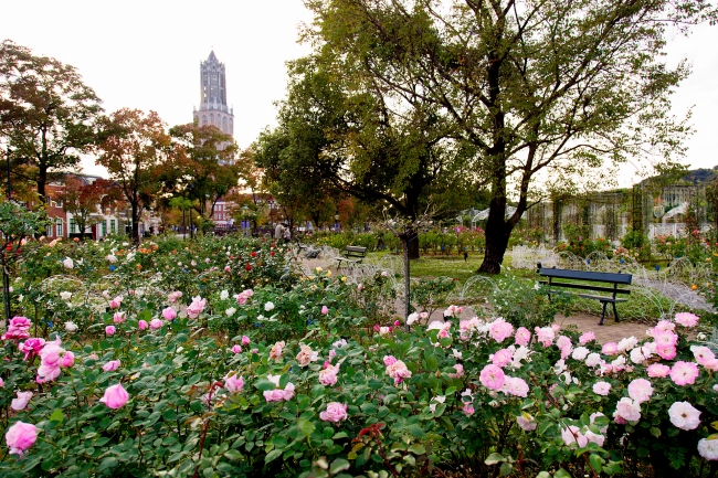 この秋、香り高い1,000品種のバラの奥深さに魅せられる！ため息が出るほど美しい「秋バラ祭」開催！ハウステンボス株式会社のプレスリリース