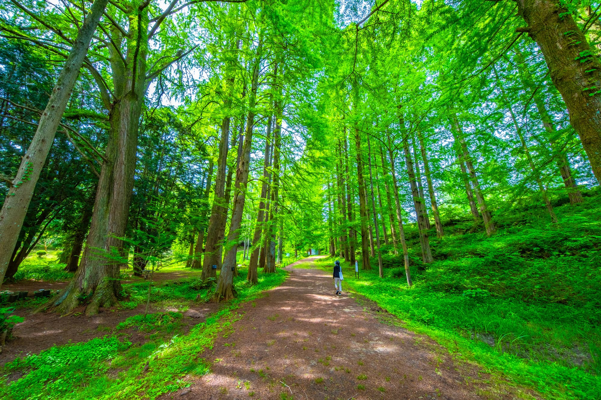 夏の京都、喧騒を離れて穴場の美味いもん巡り『おとな旅あるき旅』８月３０日放送クラブTVOテレビ大阪公式サイト