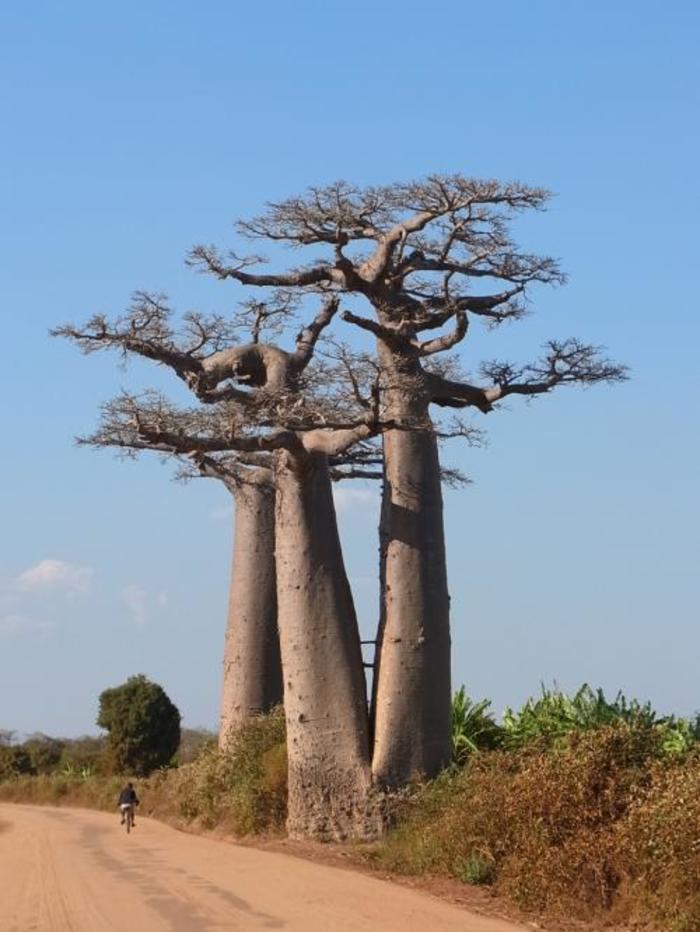 過酷ながらも魅力満載のマダガスカル西部旅！バオバブ街道と世界遺産ツィンギーとかわいい動物 マダガスカル・野生動物・絶景- りえいろさんぽ