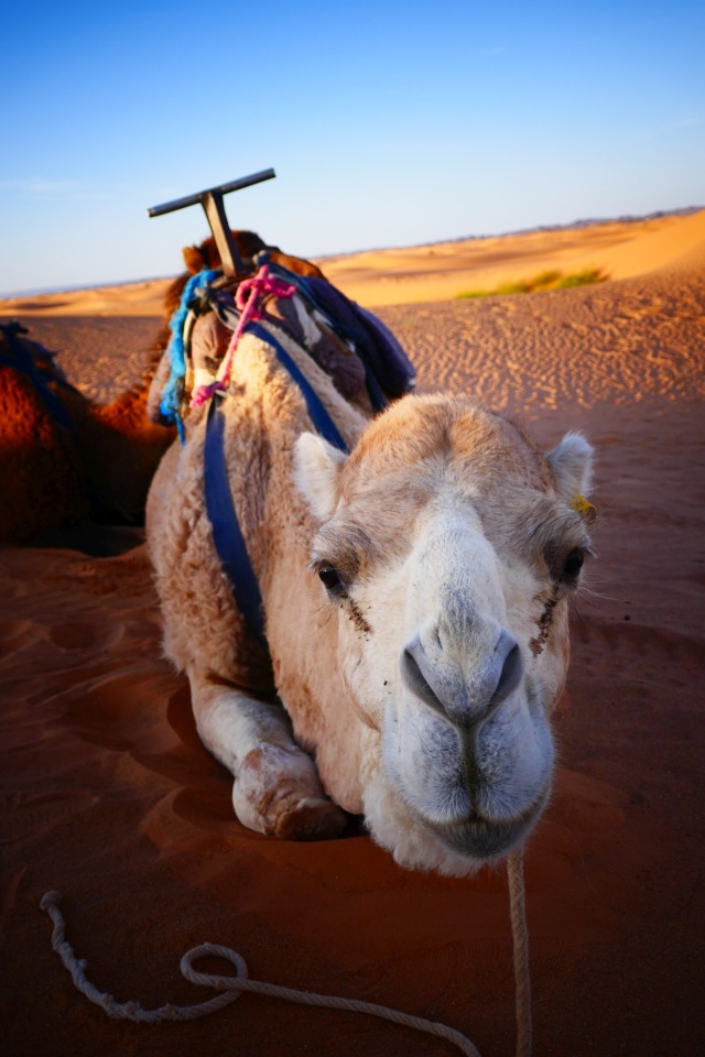 モロッコの旅 * ベルベル人テントほうもん旅する日記＊