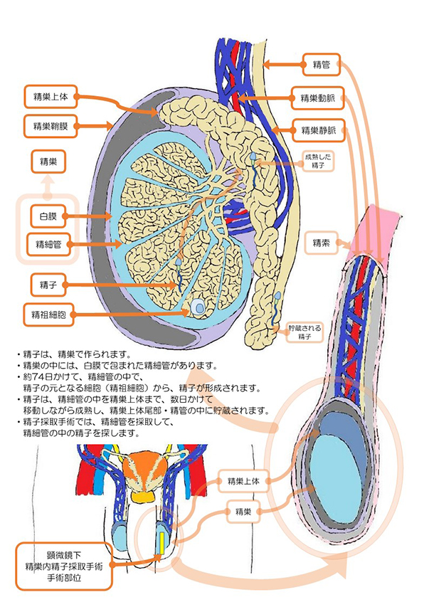 外科（消化器・肛門・乳腺・呼吸器） | 医療法人メディカルパーク 野村病院