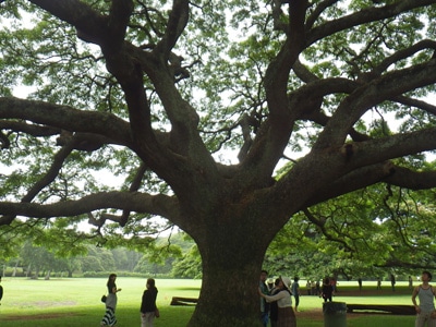 Amazon.co.jp: 鈴木みこと『モンキーポッド』高精彩工芸画+手彩 風景画 この木なんの木 日立の樹