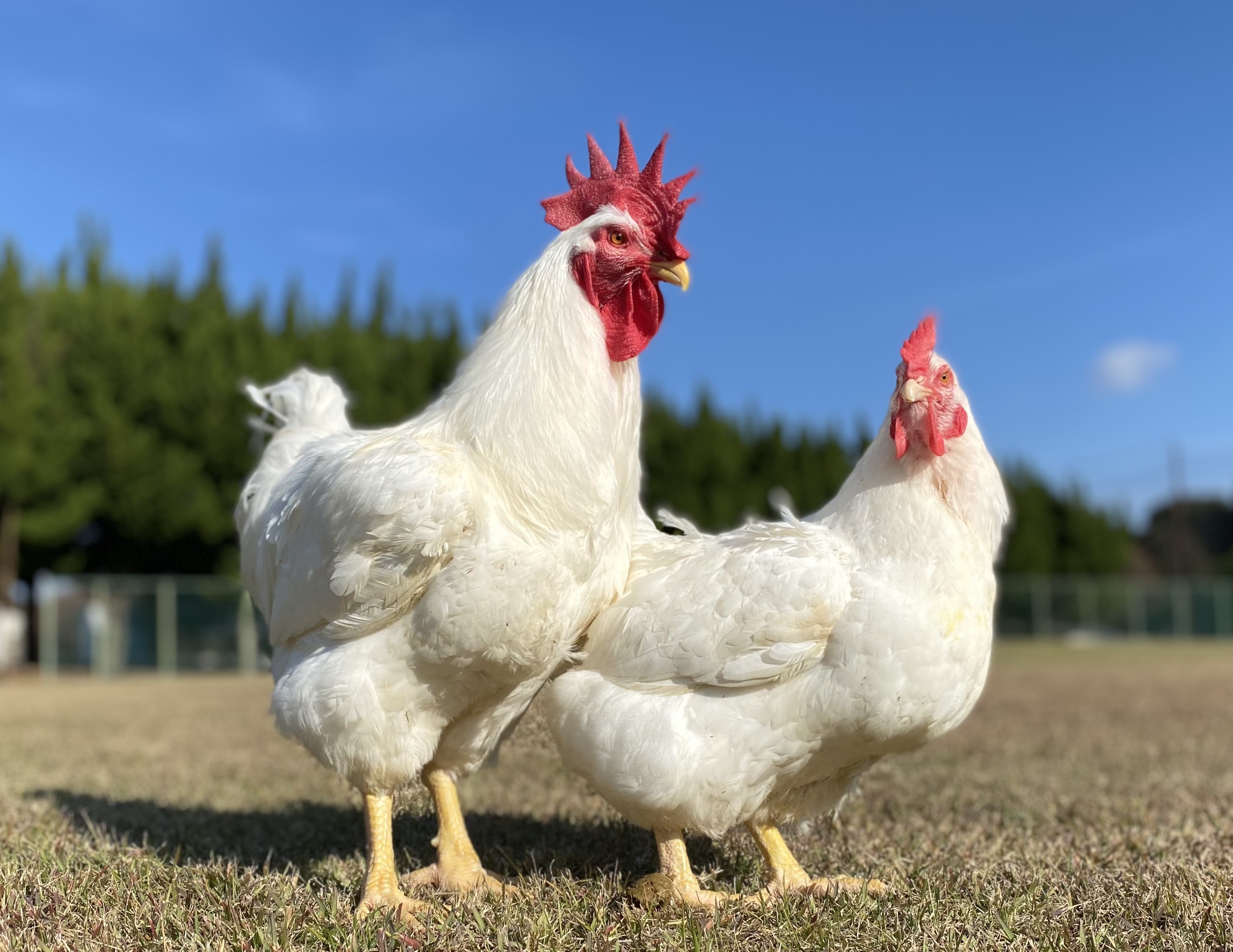 東海道・山陽・九州・西九州新幹線への特大荷物のお持ち込みについてＪＲ東海