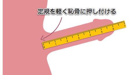 日本人の勃起時チン長は12cm弱！研究基づいたペニスの正確な長さ – メンズ形成外科 | 青山セレス&船橋中央クリニック