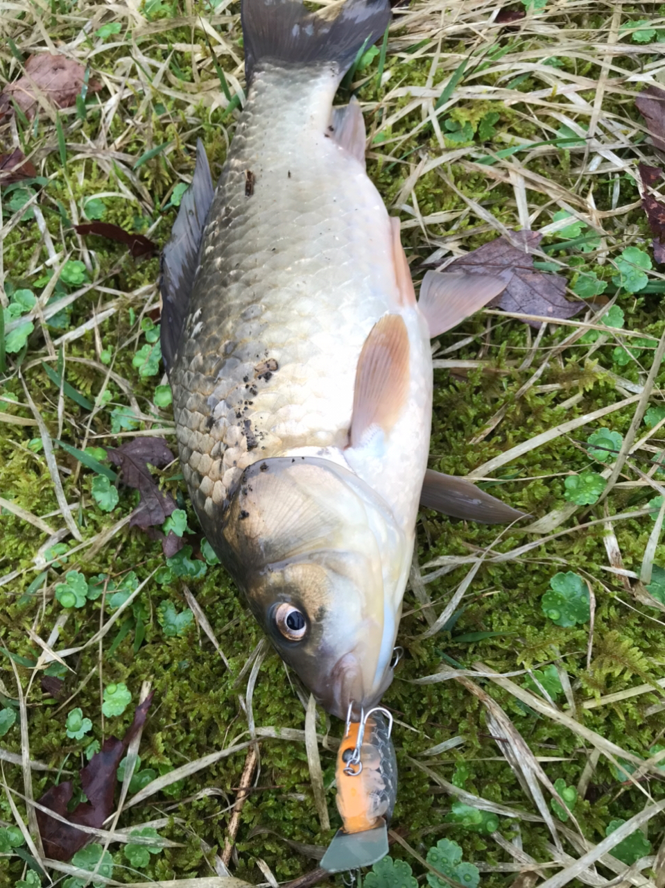 魚釣れた！大物だぜ！フェラチオさせるか。 - エログちゃんねるニュース