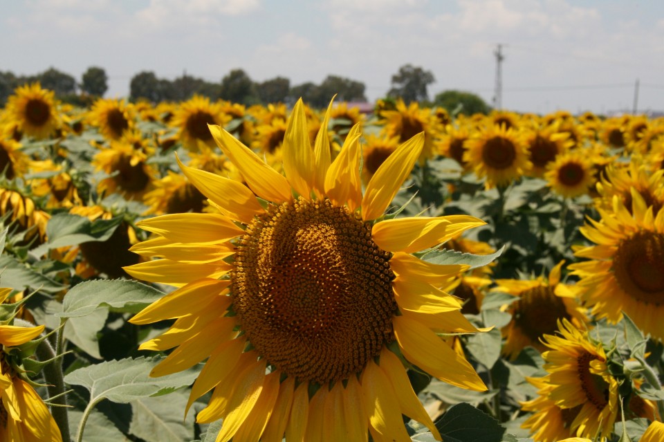 カルモナ ひまわり畑 アンダルシア