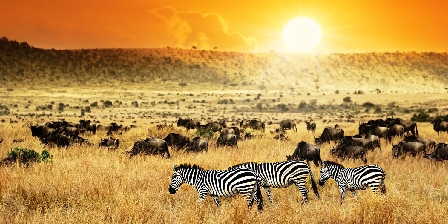 Gifte! 壮大なアフリカの大地で野生動物に巡り合う大自然サファリツアー！ in ケニア