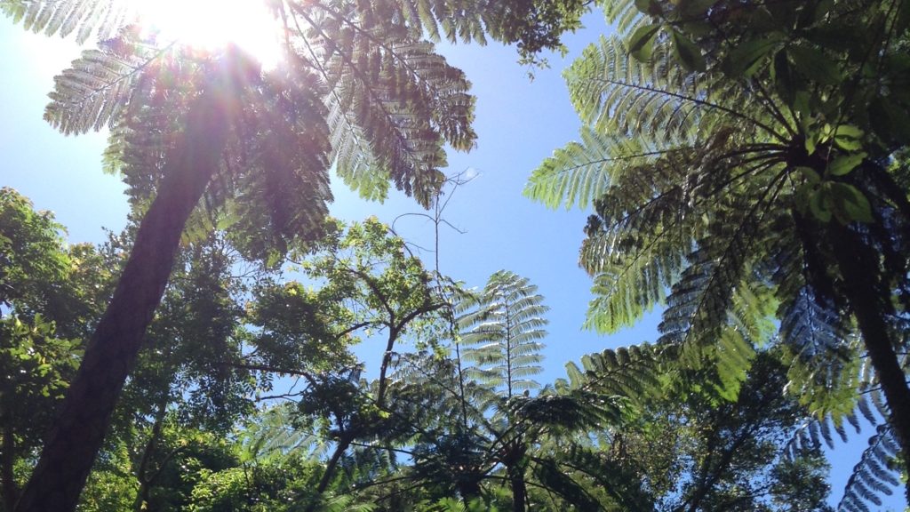 ★秋の特別SALE 奄美大島 半日 1歳から参加OK★世界遺産太古の森へ『金作原原生林』散策ツアー＜認定ガイド解説付・名瀬エリア送迎付＞想像以上の体験が待っている♪ No.93