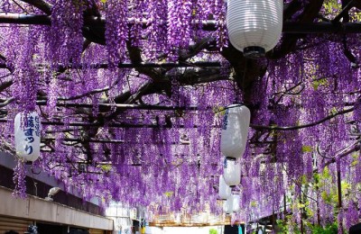 大阪市福島区の「のだふじ巡り2024」に参加しましたサステナブルな社員より～社員によるサステナビリティへの取り組みの活動ブログ～ライオン株式会社