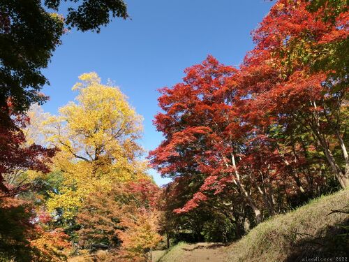 足利市 紅葉情報！ 人気の紅葉スポット「織姫公園」の「もみじ谷」が見頃を迎えています。号外NET 足利市・佐野市
