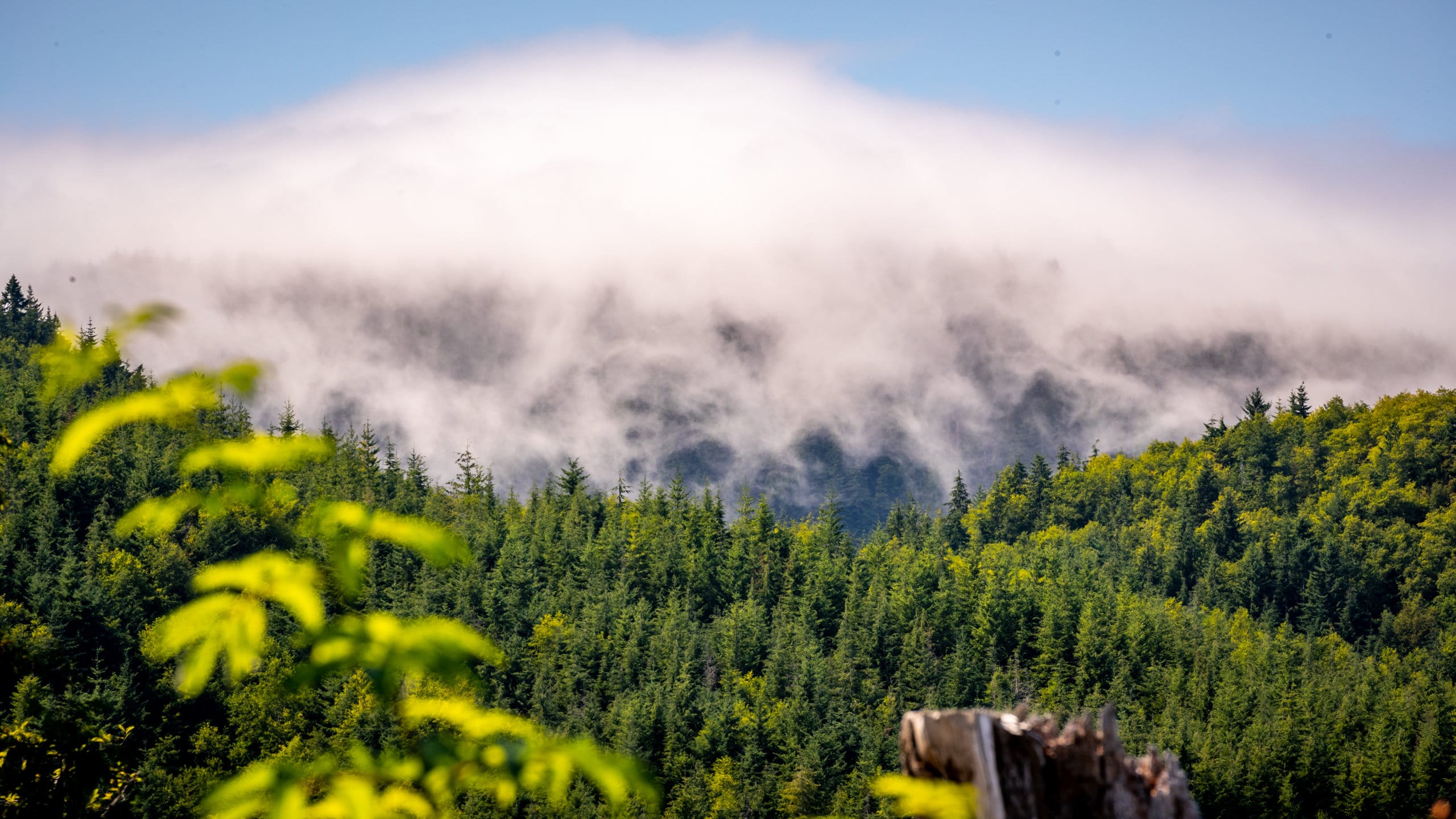 アメリカ旅行 オリンピック国立公園 -