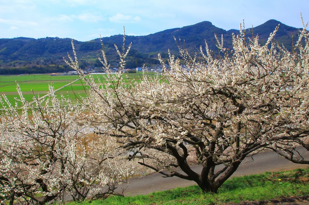 谷川梅林観光スポット公式 福岡県の観光 旅行情報サイト「クロスロードふくおか」