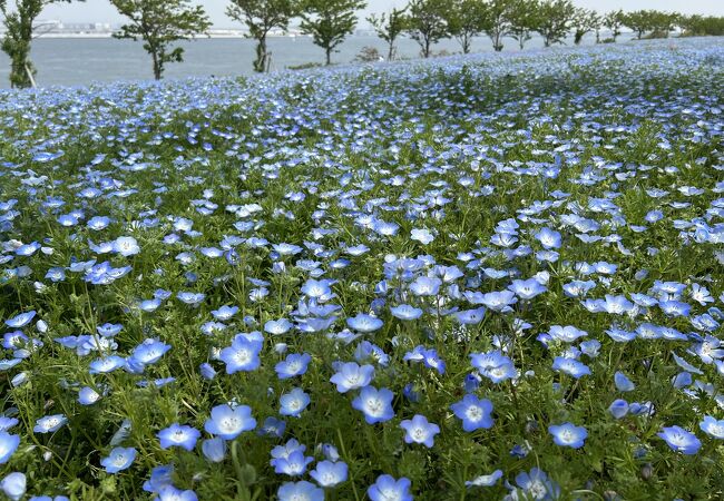 大阪まいしまシーサイドパークのネモフィラ祭り 26121046597 の写真・イラスト素材アマナイメージズ