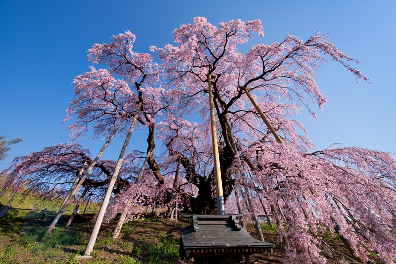 狩宿の下馬桜マップchafuka