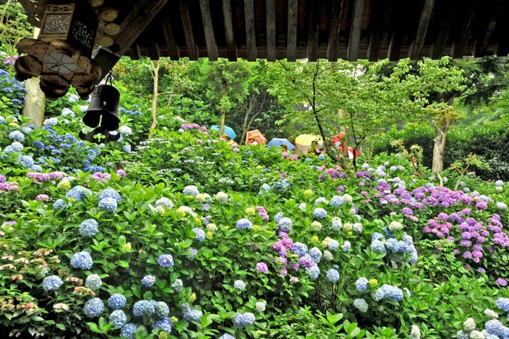 2025 鎌倉であじさいが楽しめる名所6選！明月院や長谷寺などをご紹介たびらい観光情報