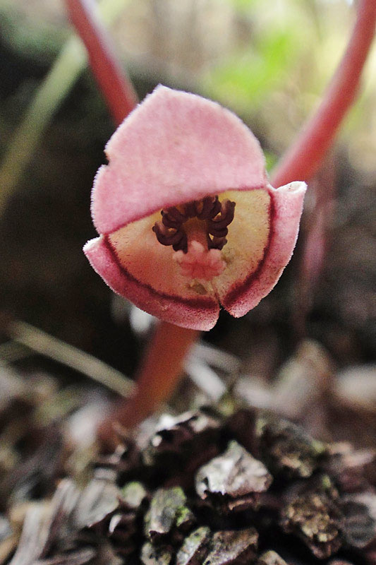 ヒヤシンスのもこ | 『花屋ふた葉』