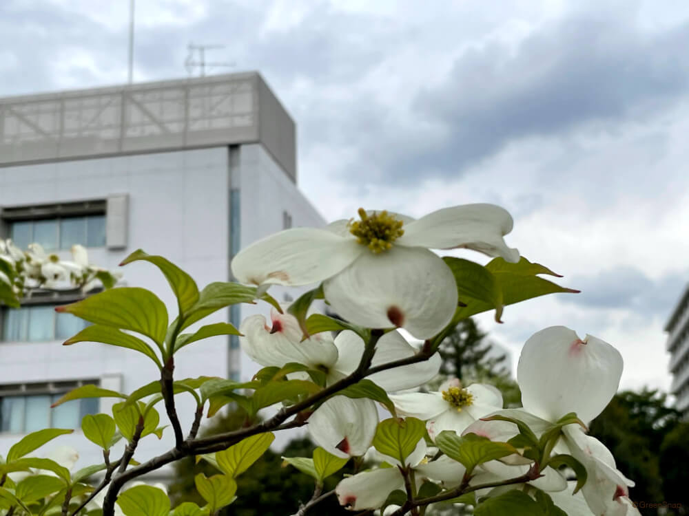 園芸の豆知識：ハナミズキ（花水木） | 新和造園株式会社