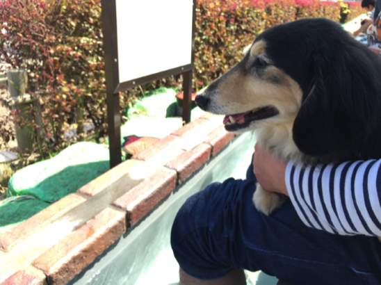道の駅「伊東マリンタウン」犬の足湯に1才のフレブルが入湯してみたらうめのみ│犬と暮らし