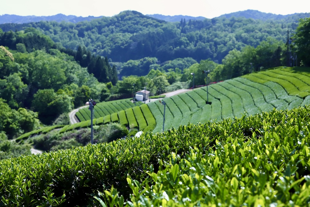 新しきは古きを知ることから。改めて学ぶ宇治茶の歴史と製法おいしいニッポン物語ヒトサラ
