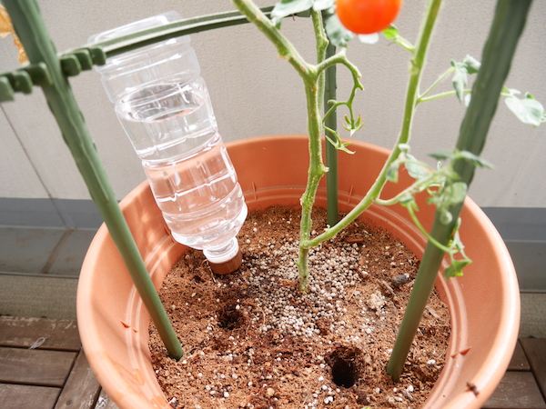 留守中の水やりはペットボトルを利用して園芸日記byプルスワみんなの趣味の園芸847657
