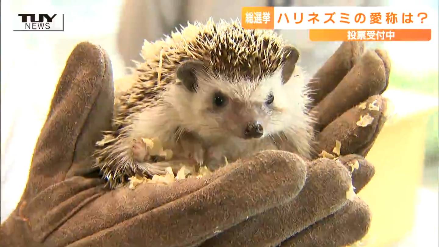 チャンドラスーリヤ ネパール薬膳料理 | 金 土